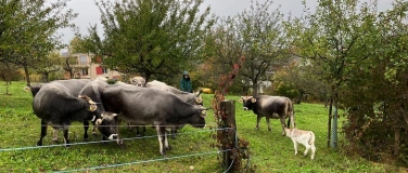 Event-Image for 'Rund ums Rind'