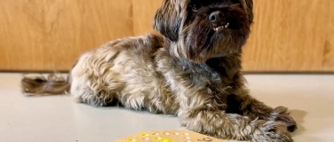 Event-Image for 'Dog-Dienstag'