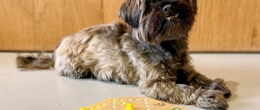 Event-Image for 'Dog-Donnerstag'