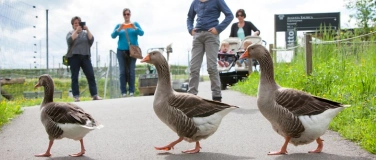 Event-Image for 'Mittwoch-Matinée «Tiere, Rätsel und römische Spuren»'
