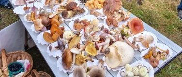 Event-Image for 'Workshop + Praxis: Pilzgattungen & Merkmale + Lehrwanderung'