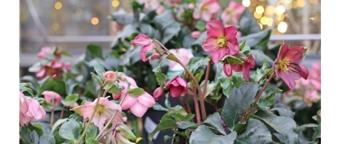 Event-Image for 'Verkaufsoffener Sonntag mit Advents-Programm'