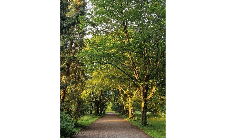 Event-Image for 'Shinrin Yoku / Waldbaden im Park Sihlfeld'