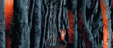 Event-Image for 'Explora präsentiert: Die Seele des Waldes'