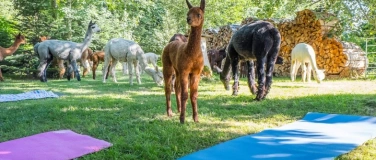 Event-Image for 'Yoga inmitten Alpakas Weisslingen'