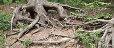 Event-Image for 'Abenteuertour: Das R&auml;tsel des geheimnisvollen Waldes'