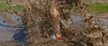 Event-Image for 'Ackerlauf in Lamme'
