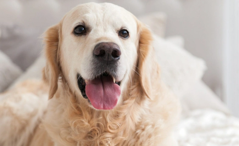 Grundkurs Tierkommunikation nach Penelope Smith Tickets