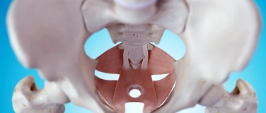 Event-Image for 'Beckenboden &ndash; die untersch&auml;tzte Mitte unseres K&ouml;rpers'