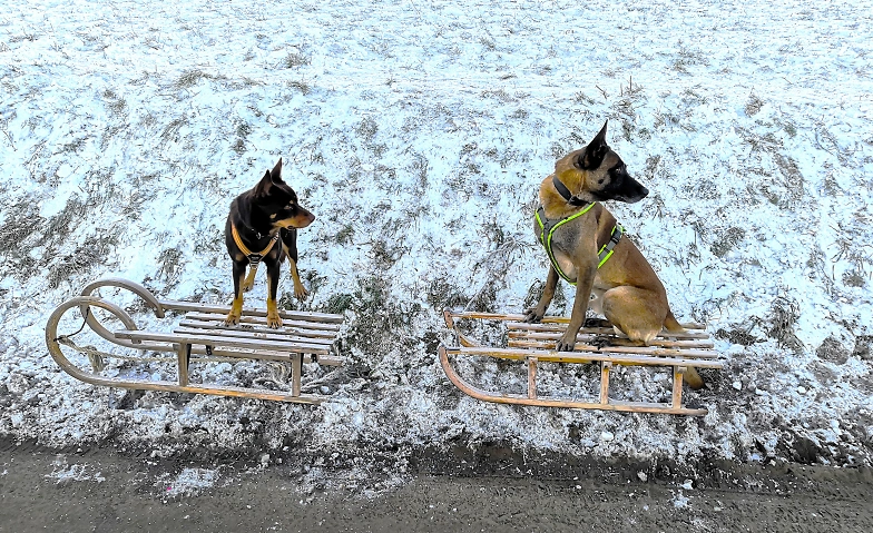 Event-Image for 'Ein kleines AdventsAbenteuer mit Hund'