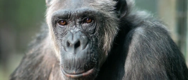 Event-Image for 'Erlebnisführung: Affen im Leintalzoo'