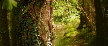Event-Image for 'Sagen, Mythen, M&auml;rchen im Schatten der B&auml;ume'