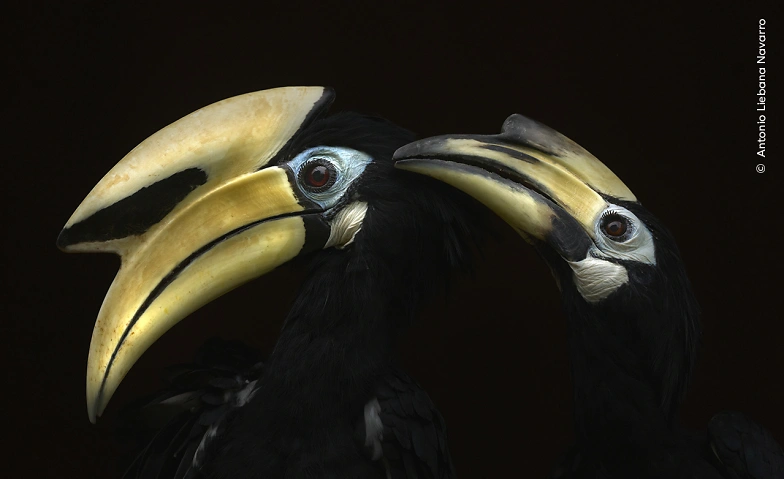 Sonntagsführung Wildlife Photographer of the Year Naturhistorisches Museum Basel, Augustinergasse 2, 4051 Basel Billets