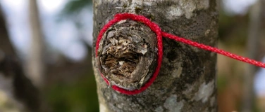 Event-Image for 'Kunst Natur Retreat im Wald'