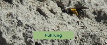 Event-Image for 'Wilde Biene - Wildbienen-F&uuml;hrung im Stiftsgarten'