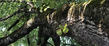 Event-Image for 'Im Bann des Waldes – Magischer Weg zwischen Licht & Schatten'