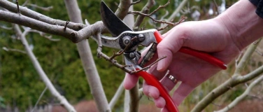 Event-Image for 'Schnittkurs an Obstb&auml;umen'