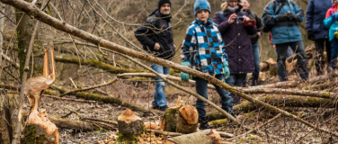 Event-Image for 'Biber - Baumeister der Natur'