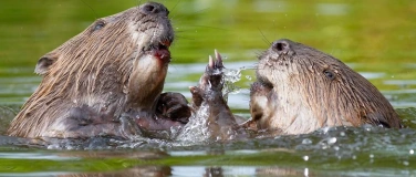 Event-Image for 'Schauspiel der Natur - Einblicke in die heimische Fauna'