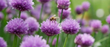 Event-Image for 'Komm lieber Mai'