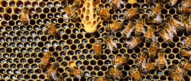 Event-Image for 'Wunder des Bienenstocks erleben - Von der Wabe ins Glas!'
