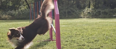 Event-Image for 'Sommerfest zum Tag des Hundes bei DoxFun'