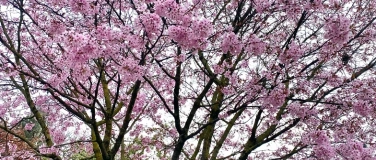 Event-Image for 'Fr&uuml;hlingserwachen! Literarisch-kulinarischer Abend'