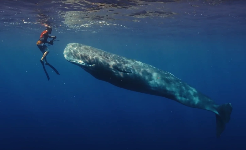 Event-Image for 'Kaktushotel - Schulvorführung Films for Future 2025'