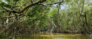 Event-Image for 'Shield – Die lebende Mauer der Karibik'