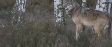 Event-Image for 'Die geheime Welt der Tiere - Unter Wölfen'