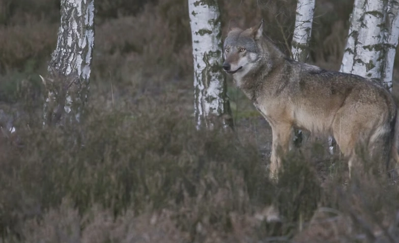 Die geheime Welt der Tiere - Unter Wölfen Tickets