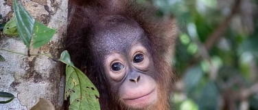Event-Image for 'Orang Utans - Die Unbekannten Menschenaffen'