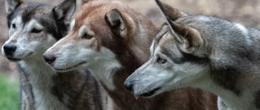 Event-Image for 'Huskynature Winter Ferienpass'