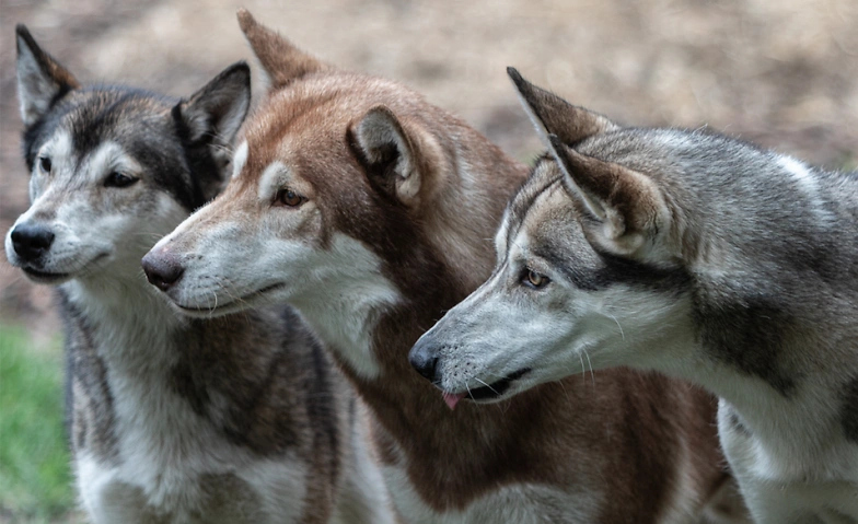 Huskynature Winter Ferienpass Tickets