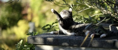 Event-Image for 'Mini-Mozart'