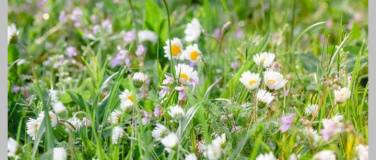 Event-Image for 'Biodiversit&auml;t im Schulmuseum Thurgau, Amriswil'