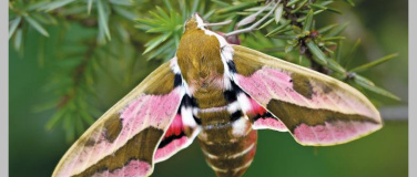 Event-Image for 'Biodiversit&auml;t im Schulmuseum Thurgau, Amriswil'