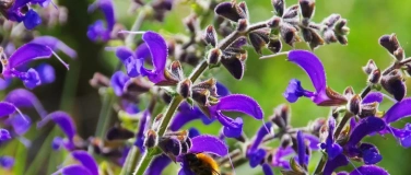 Event-Image for 'Biodiversit&auml;t im Garten und auf dem Balkon'