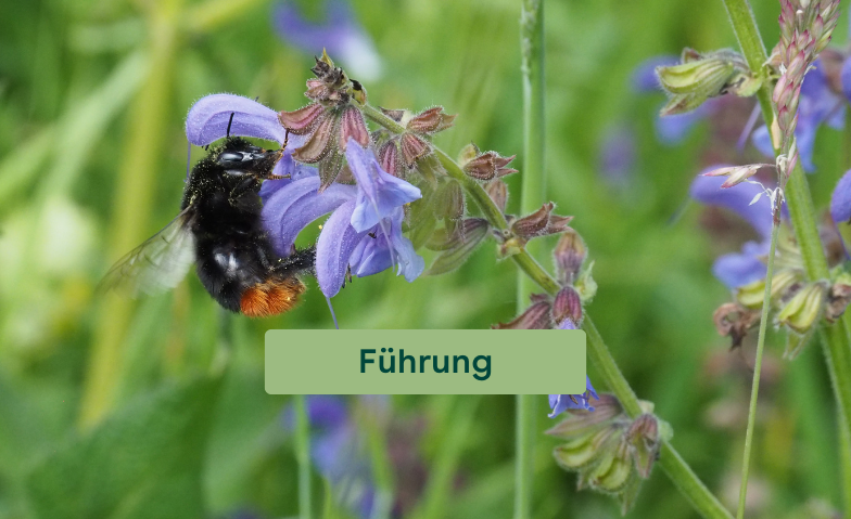 Biodiversit&auml;tsf&uuml;hrung Tickets