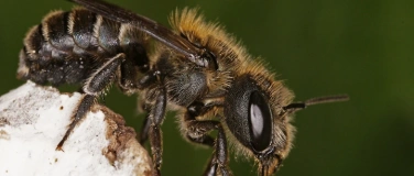 Event-Image for 'Vortrag "Wildbienen-Vielfalt"'