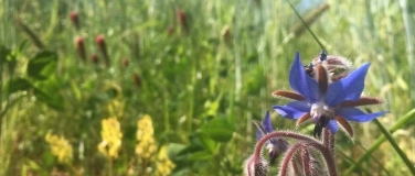 Event-Image for 'Bio-Gem&uuml;se & Wildkr&auml;uter-F&uuml;hrung'
