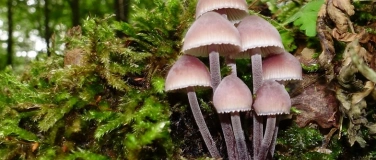 Event-Image for 'Pilze und Waldbewirtschaftung'