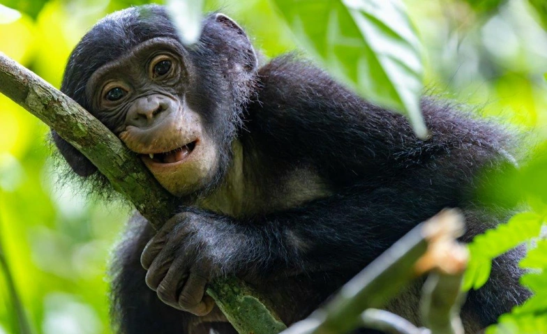 Event-Image for 'Bonobo Stories - Fotografien von Christian Ziegler'