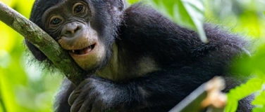 Event-Image for 'Bonobo Stories - Fotografien von Christian Ziegler'