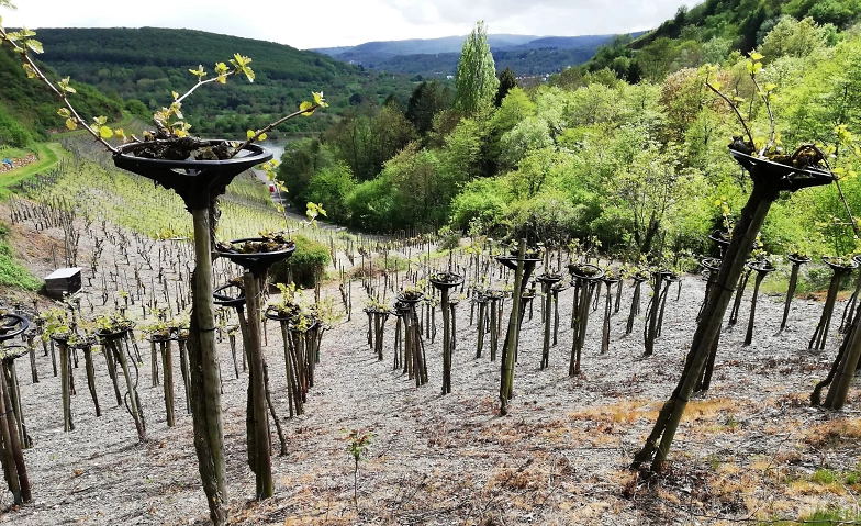 Gef&uuml;hrte Wanderung zur Mandelsteinh&uuml;tte ${singleEventLocation} Billets