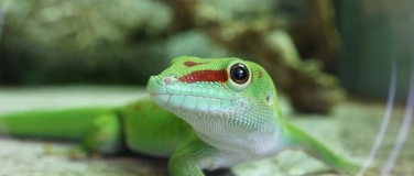 Event-Image for 'Sonderf&uuml;hrung: Exotische Tier- und Pflanzenwelt'