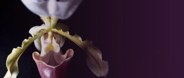 Event-Image for 'Orchideen: Wild & Wundervoll'