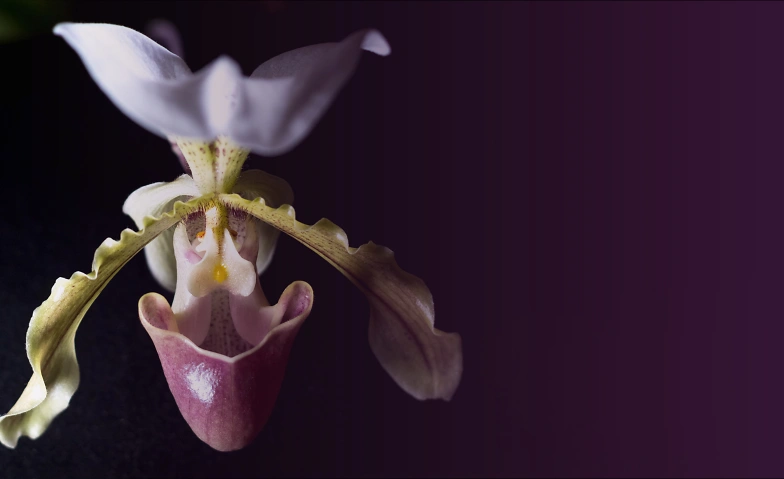 Event-Image for 'Orchideen: Wild & Wundervoll'