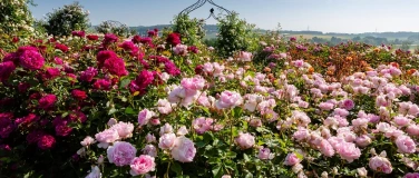 Event-Image for 'British Garden Days'