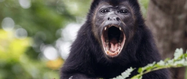 Event-Image for 'Tiergeschichten aus dem Regenwald'